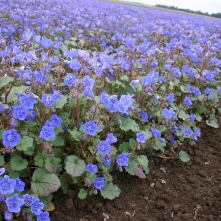 بذور زهرة جرس الصحراء