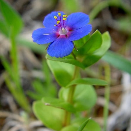 بذور عين القط البرية Anagallis Arvensis