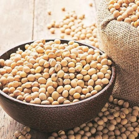 بذور فول الصويا - Glycine max