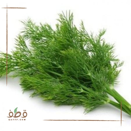 بذور الشبت  Anethum graveolens
