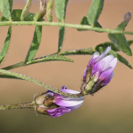 بذور القفعاء Astragalus Asterias