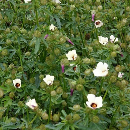 زهرة هيبيسكس