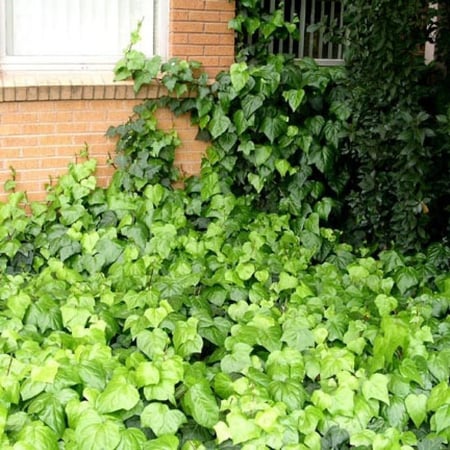 متسلقة اللبلاب