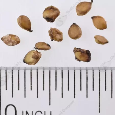 بذور التوت الأبيض الكشميري الحلو