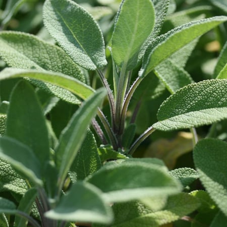 بذور الميرامية عريضة الأوراق