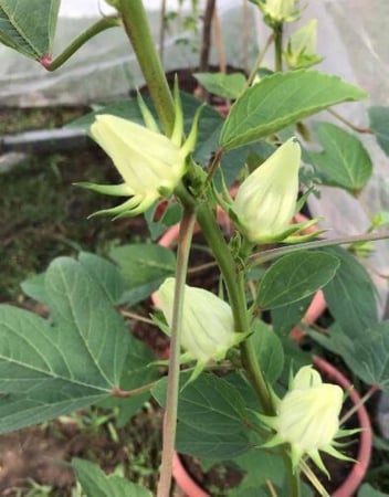 جملة بذور نبات الكركديه غجر ابيض