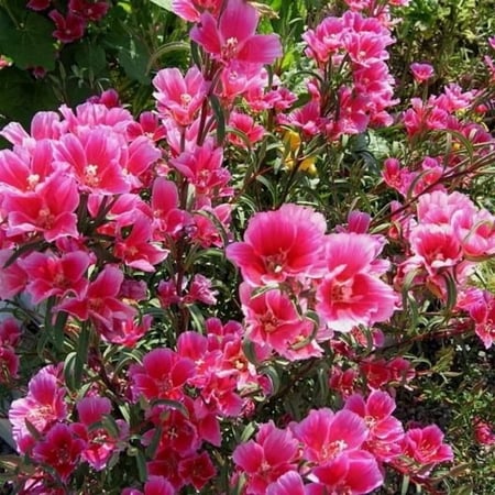 زهرة وداع الربيع  جوديشيا - Clarkia Amoena