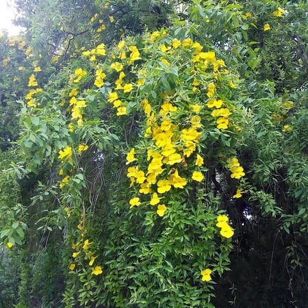 متسلقة مخلب القط