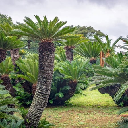 بذور نخيل سيكاس