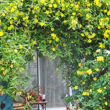 بذور كرمة مخلب القط