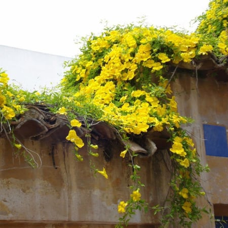 Macfadyena Unguis Cati