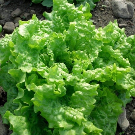 بذور خس لولو بيوندا المجعد