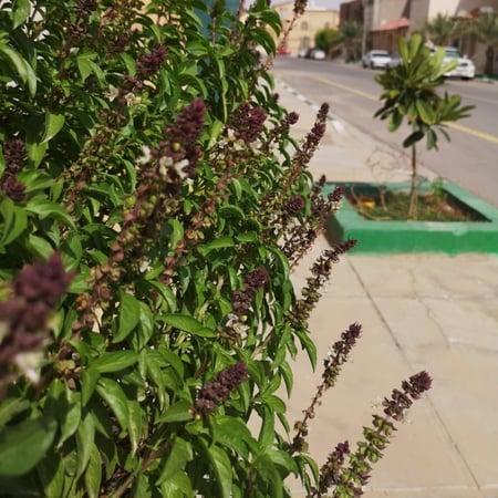 بذور الريحان الحساوي - المشموم الحساوي