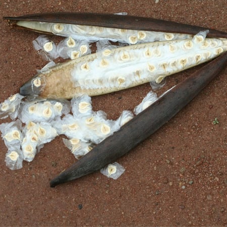 بذور شجرة الخزامى التوليب الأفريقي