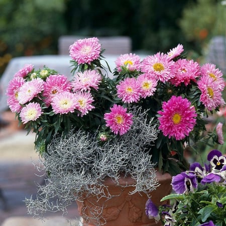 بذور زهرة استر النجمية