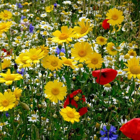 مجموعة منوعة من بذور الزهور العاسلة