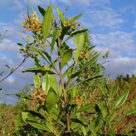 جملة  1000 بذرة من دودونيا  الشث