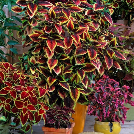 بذور السجاد  كوليوس بلومي Coleus Blumei