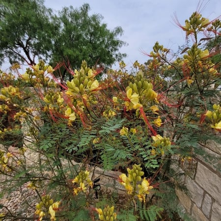 بذور  شجرة الطاووس سيسلبينيا