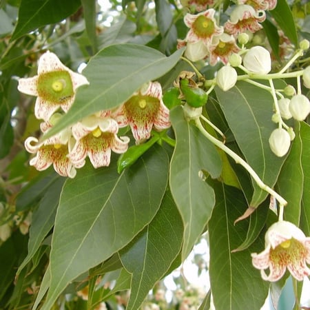 بذور شجرة استركوليا مخمسة