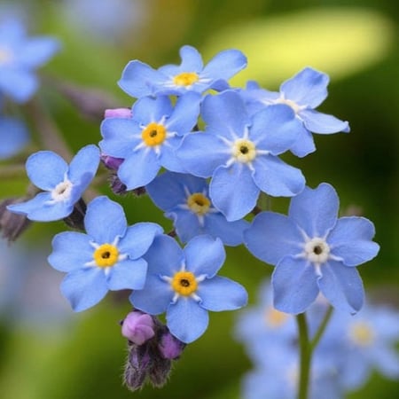 بذور  زهرة سيلفاتيكا  أذن الفار - Myosotis Sylvatica