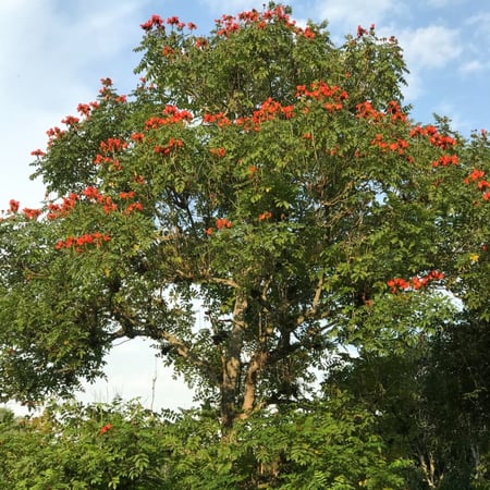 شجرة الخزامى التوليب الأفريقي