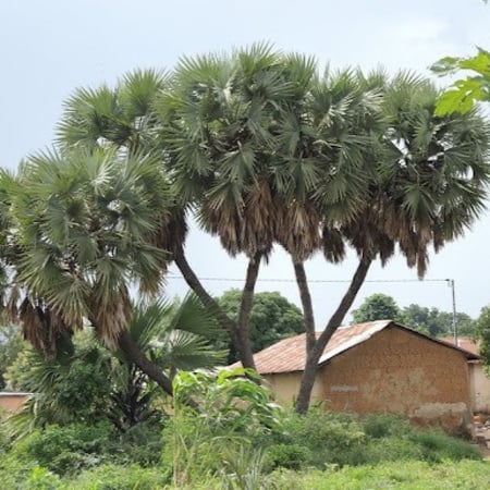 بذور نخيل الدوم