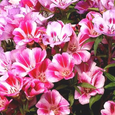 زهرة وداع الربيع  جوديشيا - Clarkia Amoena