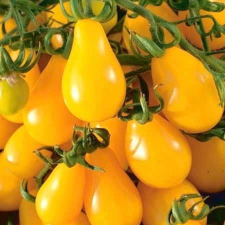 بذور طماطم الكمثرى الاصفر