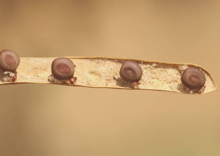 جملة 500 بذرة طلح النجدي