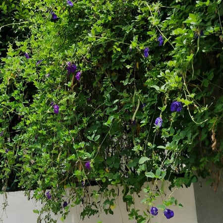 متسلقة الشاي الازرق