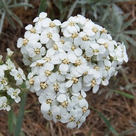 بذور زهور يارو الابيض العطرية