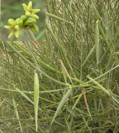 بذور شجرة المرخ العطرية -  Leptadenia pyrotechnica