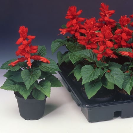 جملة 1000 بذرة من زهرة سلفيا الحمراء