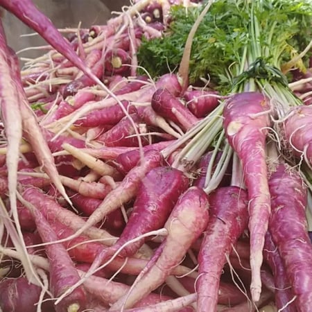 بذور جزر حساوي