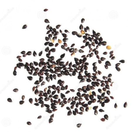 بذور  زهرة سيلفاتيكا  أذن الفار