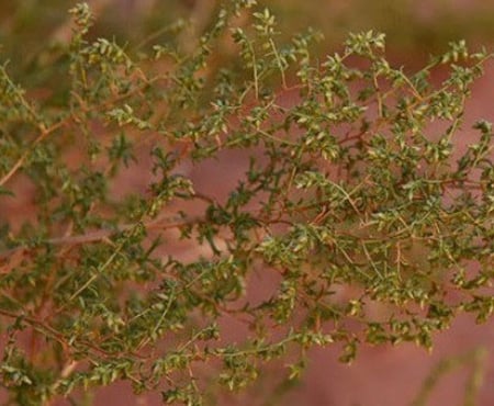 جملة 1000 بذرة من شجيرة العاذر  شيح الحصى