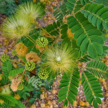 جملة 300 بذرة من شجرة  اللبخ . ذقن الباشا