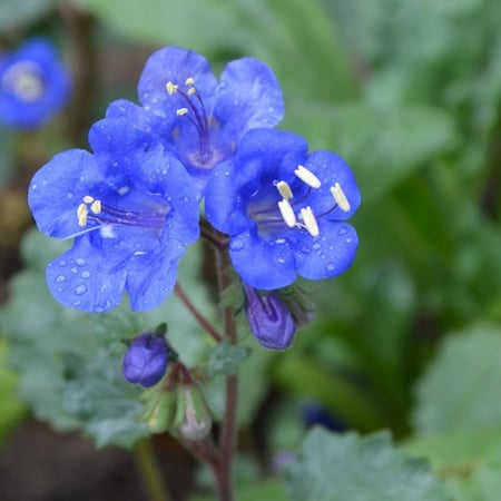 بذور زهرة جرس الصحراء   بلوبيل كاليفورنيا - Phacelia campanularia
