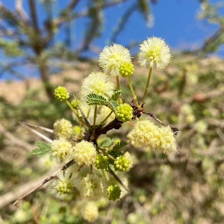 شجرة طلح الشبهان السيال