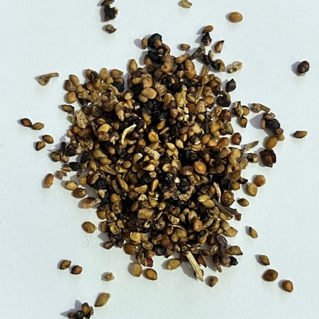 بذور التوت الشامي الأسود