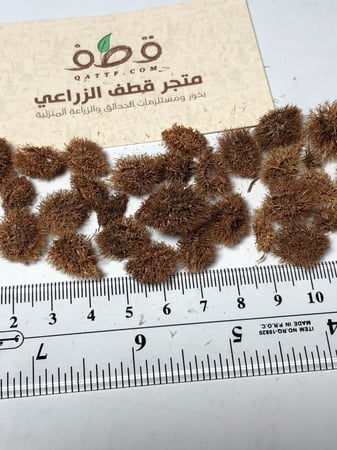 جملة 300 بذرة من شجرة الارطى