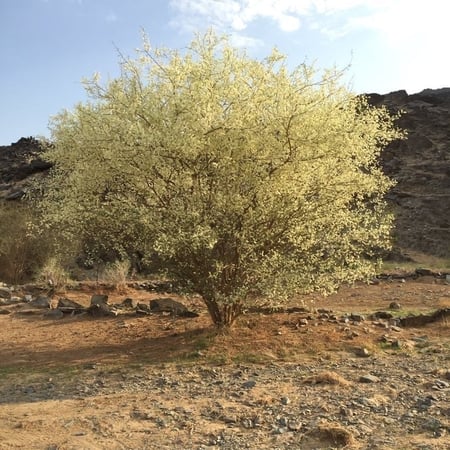 قتاد حجازي