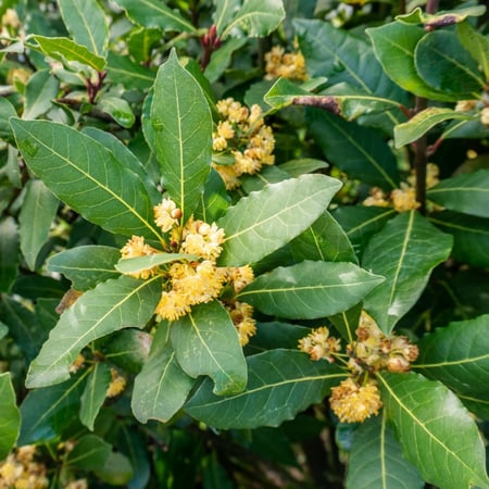 بذور شجرة الغار - الرند