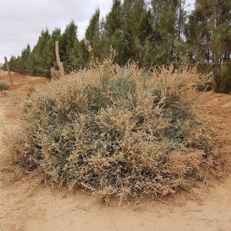 عشبة الرغل - Atriplex halimus