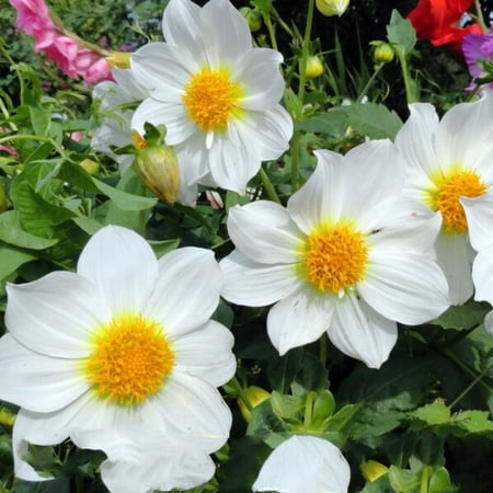 بذور  زهور داليا مكس