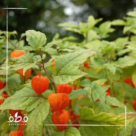بذور نبات الحرنكش - Physalis