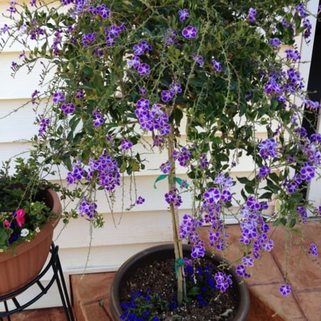 شجيرة دورانتا   Duranta Erecta