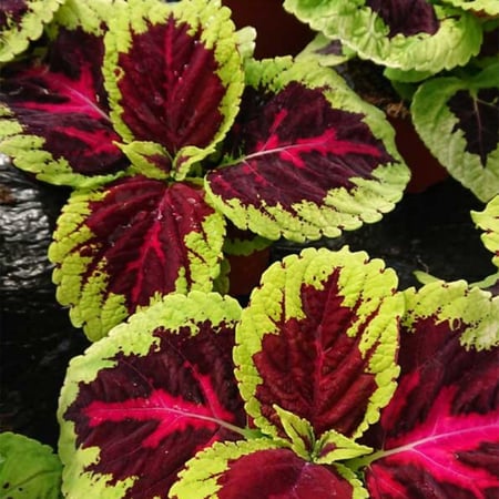 بذور السجاد  كوليوس بلومي Coleus Blumei