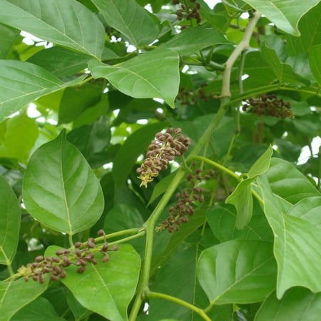 بذور شجرة بونجاميا  شجرة الزان  Derris Indica